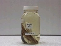 藏品(鰆)的圖片